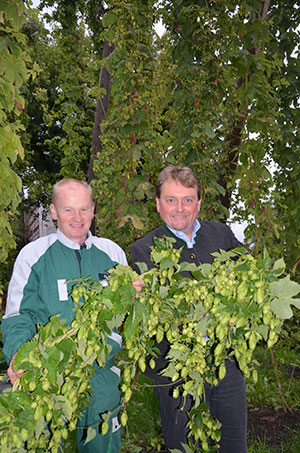 Erste Schärdinger Hopfenernte
